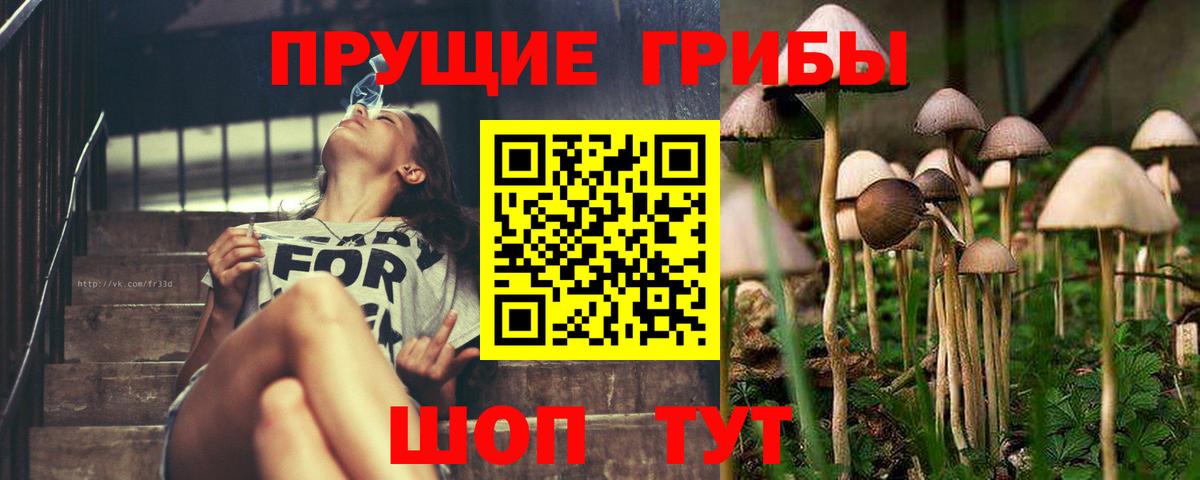 Галлюциногенные грибы прущие грибы  Псилоцибиновые грибы GOLDEN TEACHER  Светлоград  Вход с VPN 